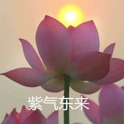 多多自走棋官方下载最新版
